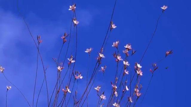 90s 2000s HIPHOP MIX ?? Ice Cube, Dr. Dre, Snoop Dogg, MC Ren, 2Pac,... ?? Classic Hip Hop Mix смотреть онлайн