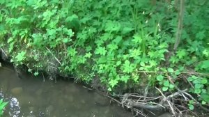 Коп по старине с XP DEUS. Поиск золота.