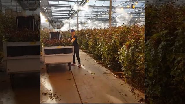 Red Naomi | Fransen Roses (Grower of the week 4) смотреть онлайн