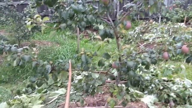 Плодовые деревья на шпалерах. Часть 1. Классическая веерная шпалера смотреть онлайн