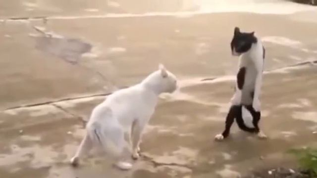 Cat Kung Fu / кошачье кунг-фу