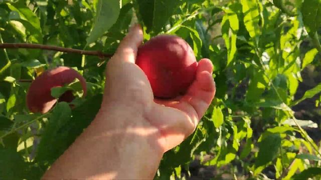 Інжирний персик Саманта Samantha