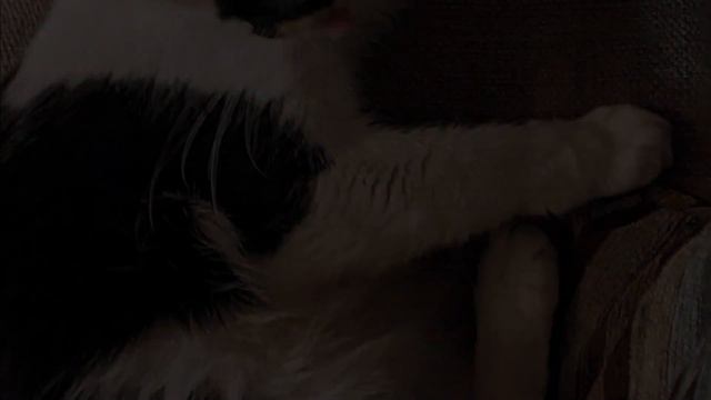 Cat's Tongue Sticks Out Permanently смотреть онлайн