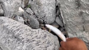 Горный Алтай. Рыбалка на Катуни 2021. Пеший тур по Алтаю. Ловля хариуса на поплавок и сплетню.