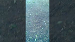 Черный порох мелко гранулированный.
