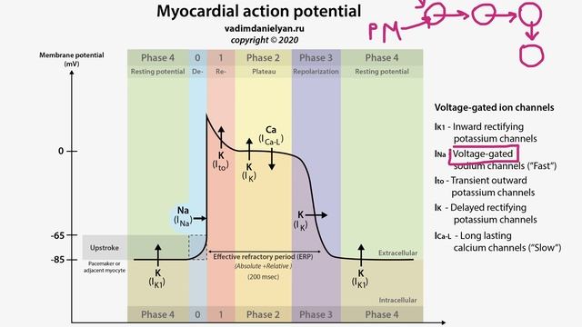 Потенциал действия кардиомиоцитов / кардиология / USMLE Step 1