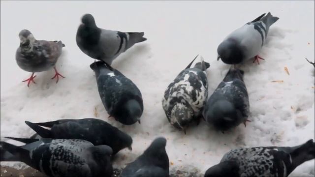 Голубь редкой масти и Крапчатая хромоножка (Rare Coloured Pigeon And Speckled Dove).