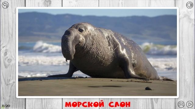 Огромные животные для детей! смотреть онлайн
