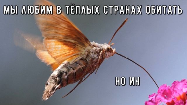 Большехоботник звездчатый или языкан обыкновенный - бабочка, размером с небольшую птичку смотреть онлайн