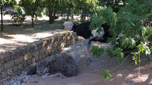 Танец страусов. Тайган смотреть онлайн