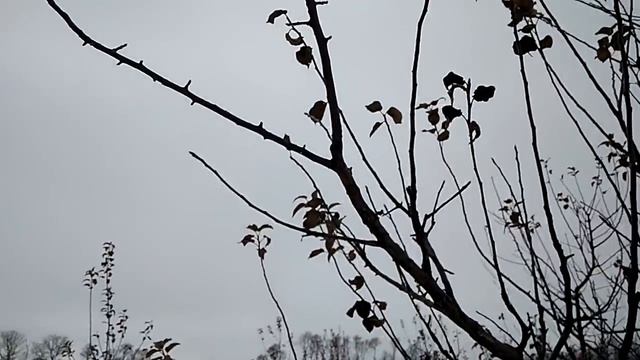 Сдерживаем обрезкой рост яблони на семенном подвое смотреть онлайн