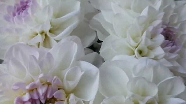 Букет георгин 19 цветков смотреть онлайн