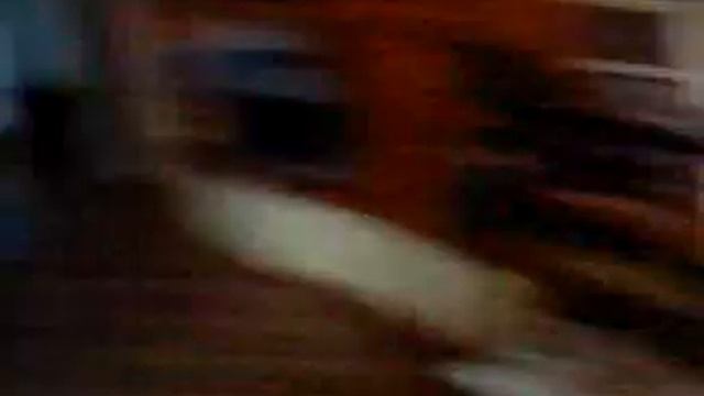 ara ararauna смотреть онлайн