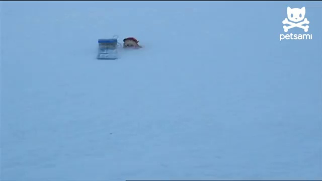 Собачке самой хочется покататься смотреть онлайн