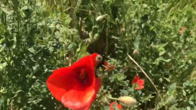 Маки, маки, красные маки! Поля Бахчисарайского района. 26.05.22. Крым. Crimea. смотреть онлайн