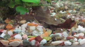 Аквариумные креветки содержание и уход. Креветки неокардины.