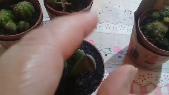 🌵Meus mais novos cactoszinhos e suculenta🌵 смотреть онлайн