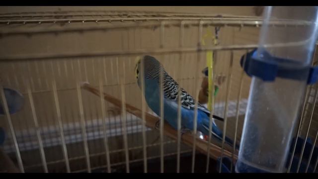 СКАЗАЛА "НЕТ" ПОПУГАЮ смотреть онлайн