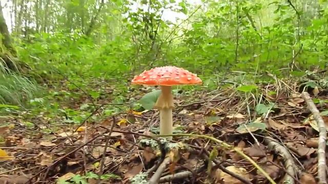 Punane-kärbseseen Kiili vallas 18.08.2016 смотреть онлайн