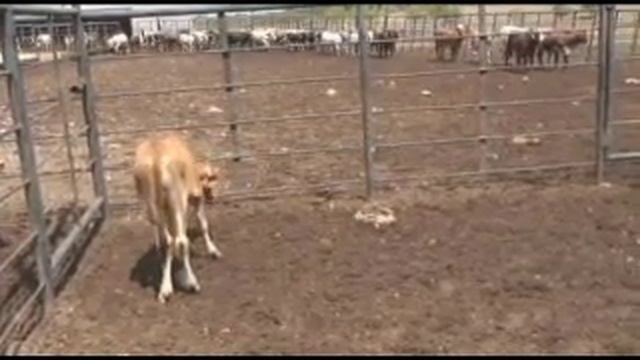 R506 смотреть онлайн