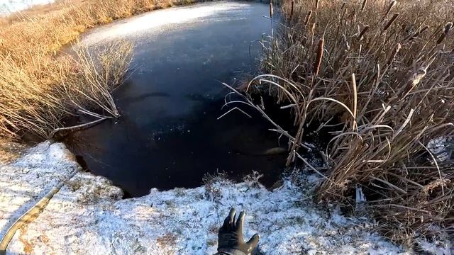 РЫБЫ ОСТАЛОСЬ ЕЩЕ МНОГО ! ДОСКИ ПРИВЕЗЛИ !  УТЕПЛЕНИЕ ГОТОВО ! КУПИЛ ХУТОР В ЛЕСУ №166