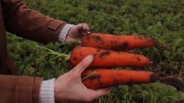 Морковь 7381 (Seminis). Главные секреты успешного выращивания. Как вырастить морковь на хранение смотреть онлайн