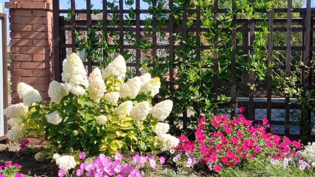 Кобея. Мощная, красивая лиана. Моя кобея зацвела.