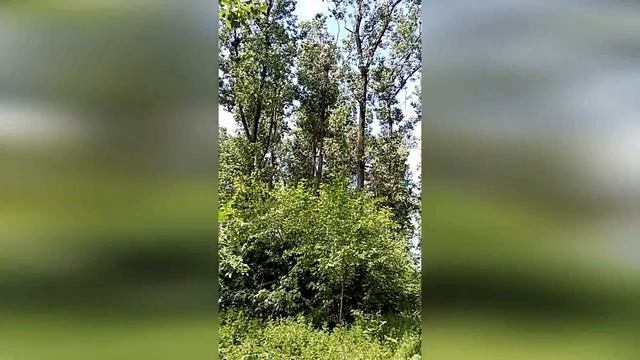 _ Таинственный лес _ ? ? ? new ? район неведомых дорожек ?.mp4 смотреть онлайн