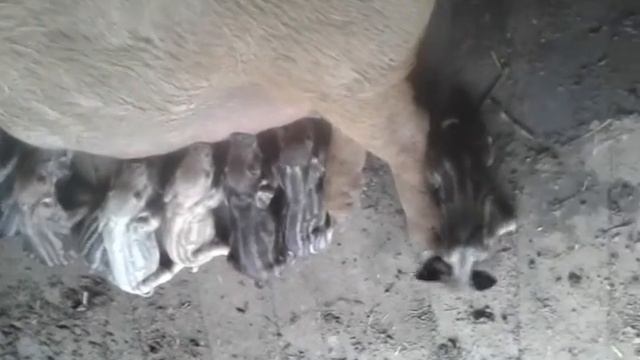 Венгерская пуховая мангалица, кормеление после родов смотреть онлайн