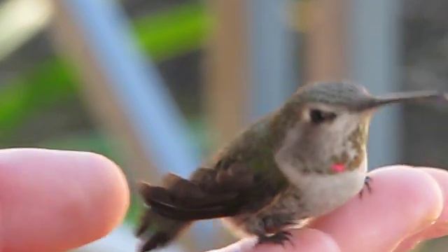 Anna's Hummingbird on Marianna's hand смотреть онлайн