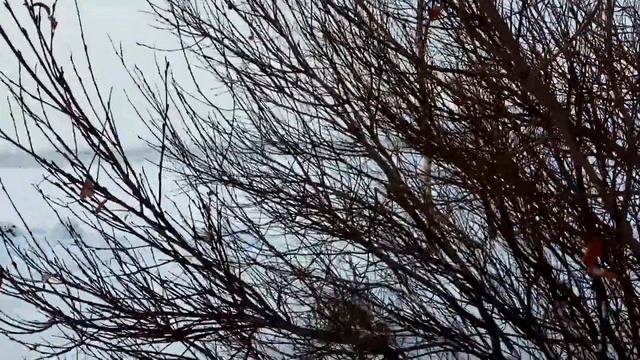 VID 20220128 124213 Канцона вторая 1921 (Н. Гумилёв)...Павел Васильев Лахтинский смотреть онлайн