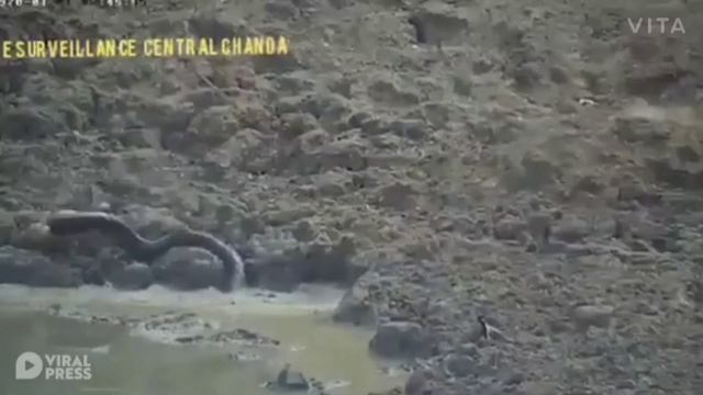 python catch deer #snakes #animalslife смотреть онлайн