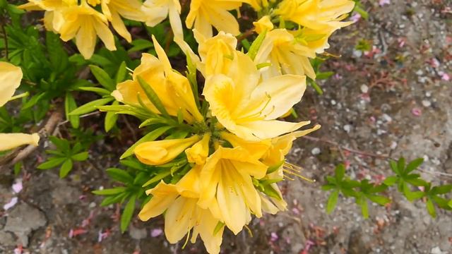 Yellow flower azalea 黄色い花のツツジ смотреть онлайн