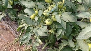 Сколько лет могут храниться семена томатов и дополнительная подкормка