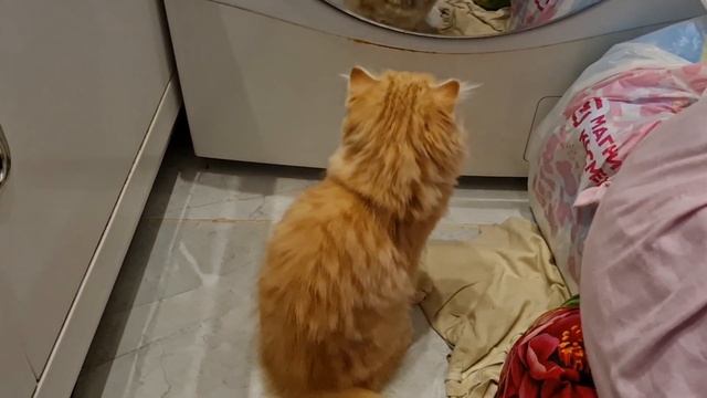 Кот Лев астранавт... смотреть онлайн