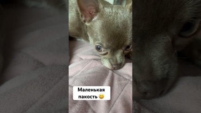 Пакостница Лилу)) вкусный плед ? #щенок смотреть онлайн