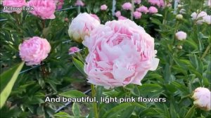 Peony Pillow Talk  - Peony Plants and Roots online.