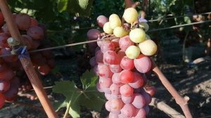 Виноград Блондо и Чёрный Кристал(Калугин В. М.),Аватар(США)виноградник Король В. Н.г Краснодар 2023г