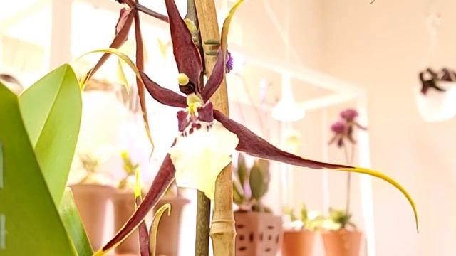 Онцидиумные или Камбрии Уход в домашних условиях смотреть онлайн