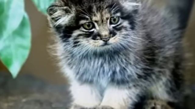 Мужчина нашел маленьких котят в скорлупе и был шокирован, узнав, что это не кошки смотреть онлайн