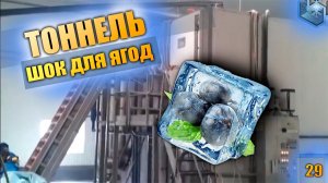 Тоннель шоковой заморозки ягод 4500 кг / час