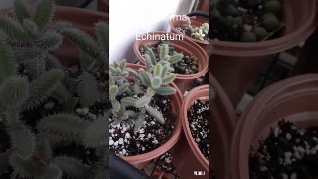 Sukulent Delosperma Echinatum смотреть онлайн