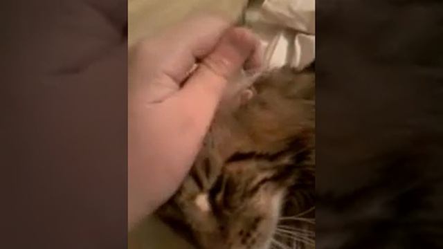 мой любимый мэйкун ♥ смотреть онлайн