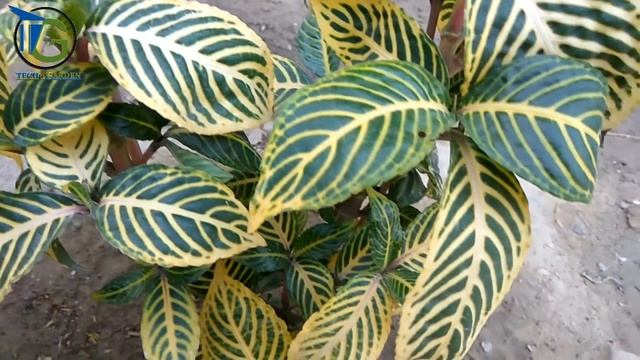 How To Grow Beautiful Sanchezia Plants