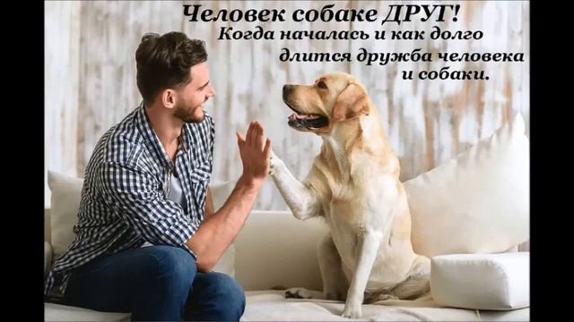 Человек собаке друг? Когда началась и как долго длится дружба человека и собаки. смотреть онлайн