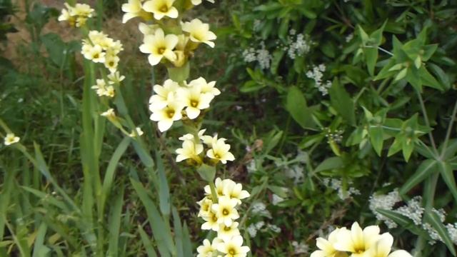 Sisyrinchium - Randalilja - Blómaseimi - Sumarblóm - Garðagróður смотреть онлайн