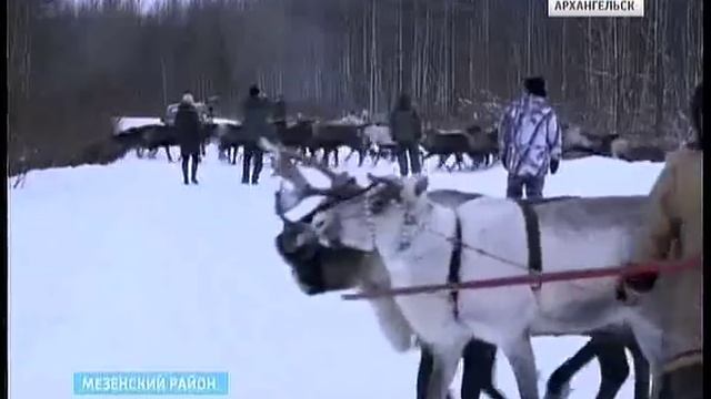На зимние пастбища в Мезенский район направляются около 15 тысяч оленей смотреть онлайн