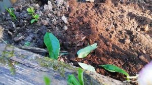 Черенкую азалию -  листопадный рододендрон