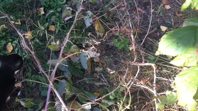 ВНИМАНИЕ! ЭТО НЕ ГЛЕН АМПЛ!!! смотреть онлайн