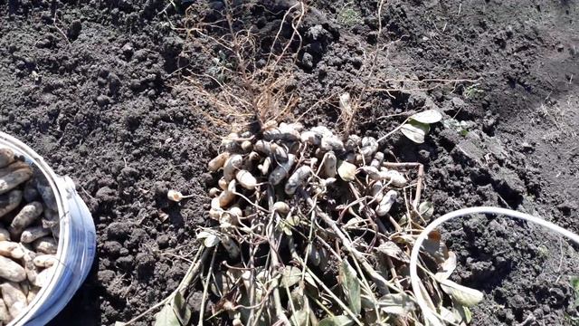 Урожай арахиса 2018. Прибыль 9-ти кратная!!! смотреть онлайн